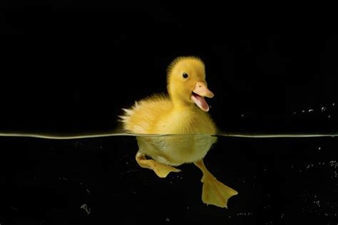 Small yellow duck swimming Stock Photo free download