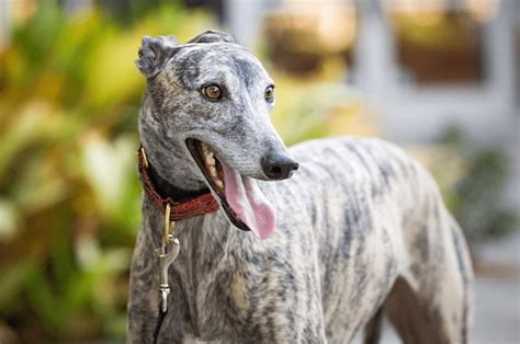 Sighthound Breeds: A-Z Guide