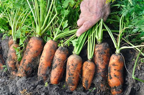 You Can Actually Harvest Carrots At Any Time - But This Is When They're ...