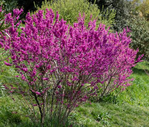 Cercis 'Avondale' Redbud 8" Pot - Hello Hello Plants & Garden Supplies