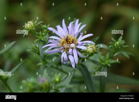 walk in bluebell woods Stock Photo - Alamy