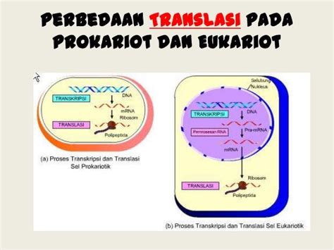 Kel 3 perbedaan transkripsi dan translasi pada prokariot dan eukariot