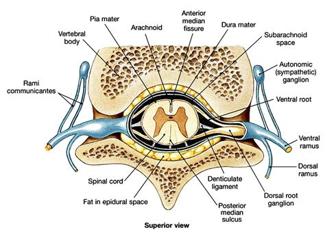 Meninges Of The Spinal Cord