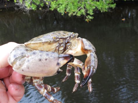 Stone crab: New rules will shorten Florida’s coming season, increase claw size | National Fisherman