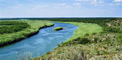 Giant Reed | Center for Invasive Species Research