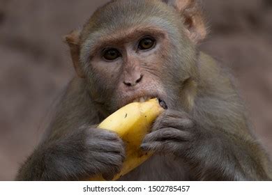 Monkey Eating Banana Funny Portrait Stock Photo 1502785457 | Shutterstock