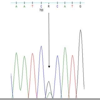 Sequencing electropherogram results (AA, GG) of the rs7520428 of... | Download Scientific Diagram