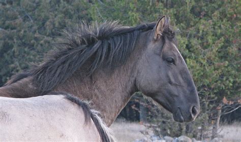 Sorraia Horse Breed Information, History, Videos, Pictures