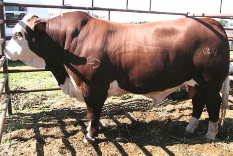 Australian Braford Cattle: Origin, Characteristics, Uses