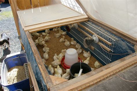 meat: May 2010 | Chicken brooder, Brooder box, Brooder