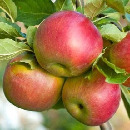 Fuji Apple Tree | Grow Organic Apples At Home — PlantingTree