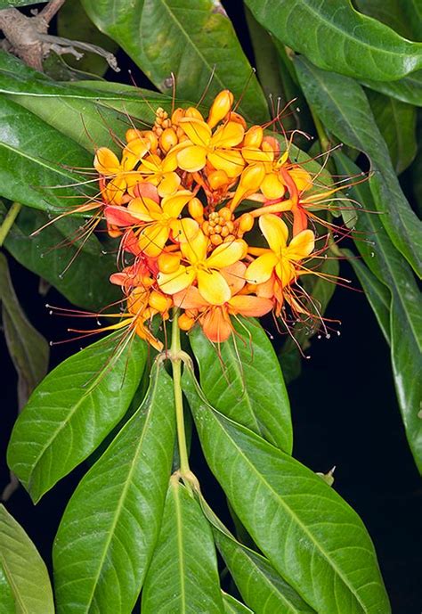 Saraca indica - Monaco Nature Encyclopedia