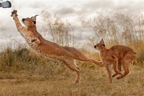 Caracal Hunting Birds