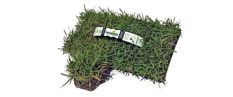 Empire Zoysia Grass Plugs | Everglades Equipment Group