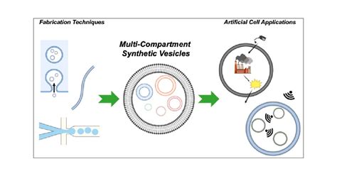 Multicompartment Synthetic Vesicles for Artificial Cell Applications | ACS Applied Engineering ...