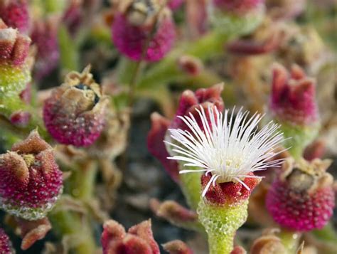 Common Ice Plant: How to Grow This Unique and Tasty Veggie