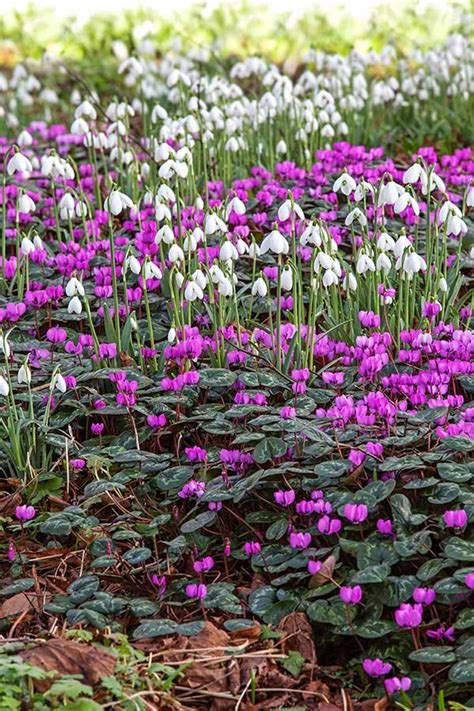 Colesbourne Gardens – Snowdrop Open Days – iVisit