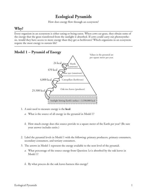 Ecological Pyramids Worksheet Answer Key Cursive Writing Worksheets, Printable Math Worksheets ...