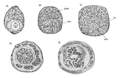 Polyembryony: Types, Significance and Its Occurrence in Gymnosperms