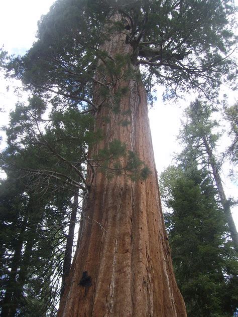 The Tall Trees Of California by Maria Kamoulakou