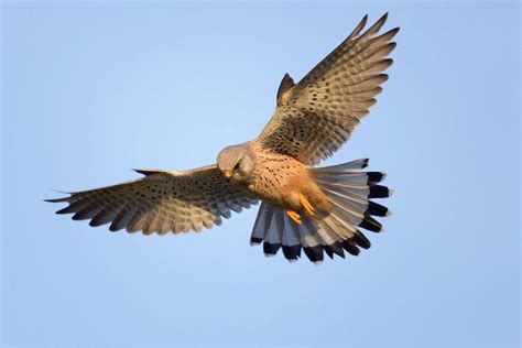 “The Windhover,” by G.M.Hopkins — The First Quantum Poem | Kestrel, Birds of prey, Birds