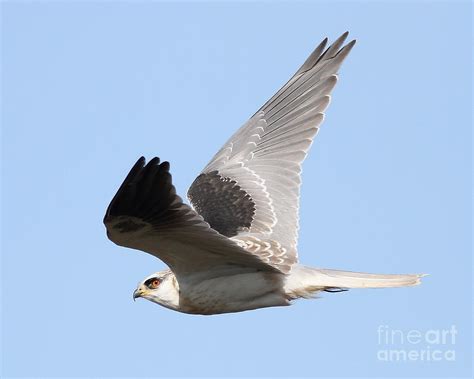 White-tailed Kite Hawk In Flight . 7d11112 Photograph by Wingsdomain Art and Photography