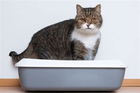 Constipation in Cats: Is That an Emergency? | Gold Canyon, Arizona Vet