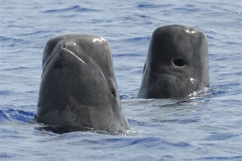 Agencies Respond to Pilot Whale Stranding at St. Catherines - AllOnGeorgia