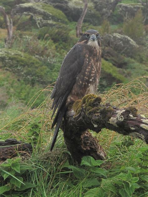 New Zealand falcon | New Zealand Birds Online | Tui bird, Birds, Beautiful birds