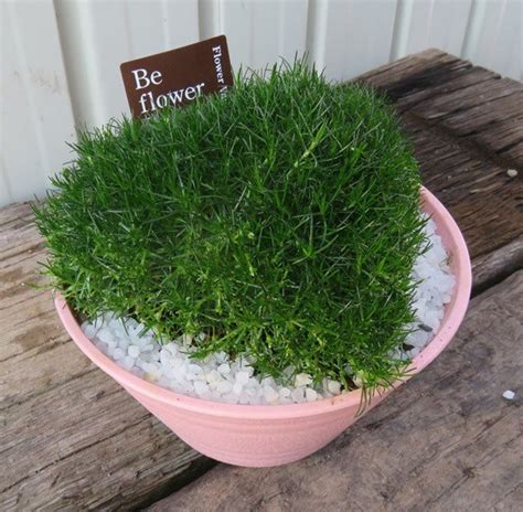 5000 Irish Moss Seeds Sagina Subulata Pearlwort Ground - Etsy