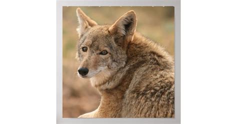 Coyote Poster Print | Zazzle