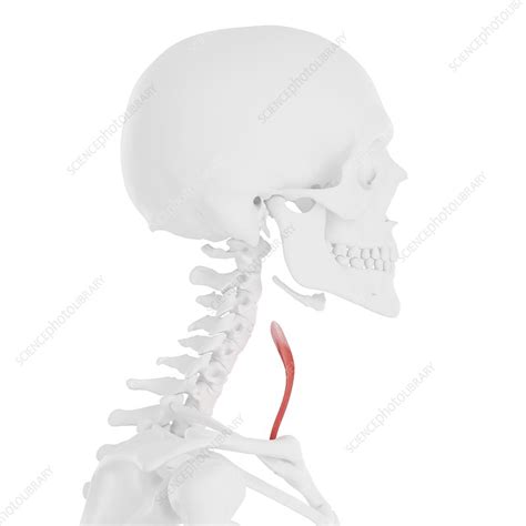 Sternothyroid muscle, illustration - Stock Image - F025/7295 - Science Photo Library