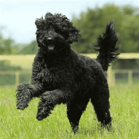 Discover The Best Hybrid Dogs For Your Family