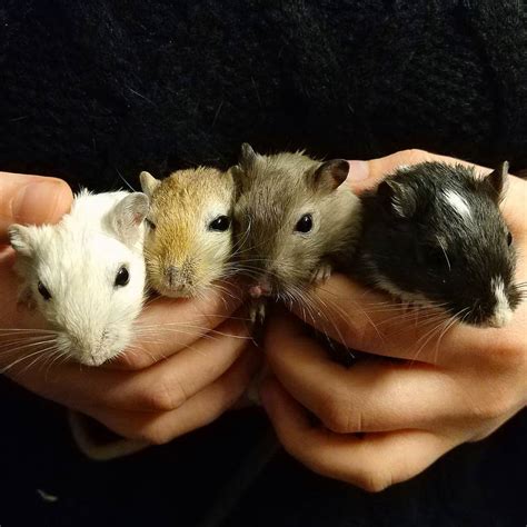 I still can't get over how they're all different colors ☺️☺️☺️ : r/gerbil