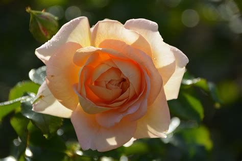 Rose Names and Locations – Mornington Botanical Rose Gardens