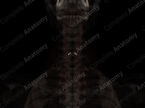 Cricoarytenoid Joint | Complete Anatomy