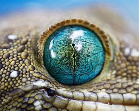 eye of snake | Animais lindos, Papel de parede de animais, Reino animal