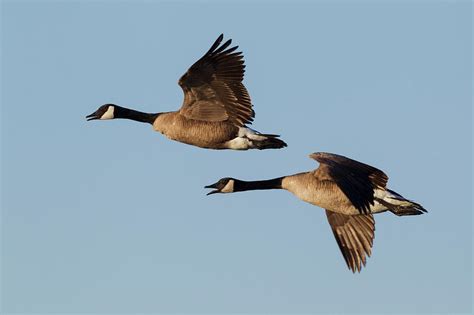 Greater Canada Geese Pair Flying Photograph by Ken Archer - Pixels