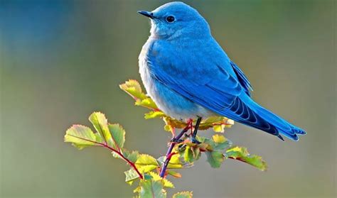 What is the State Bird of Nevada? Things You Should Know!