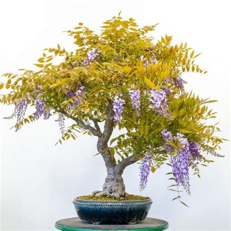 Leaf pruning Chinese wisteria - follow-up - Bonsai Tonight