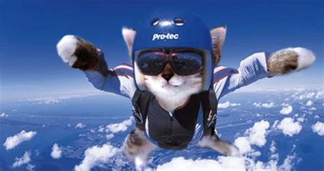 skydiving kitty | Karten