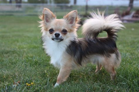 ~Black Sabled Fawn #chihuahua ~ | Chihuahua dogs, Chihuahua, Cute chihuahua