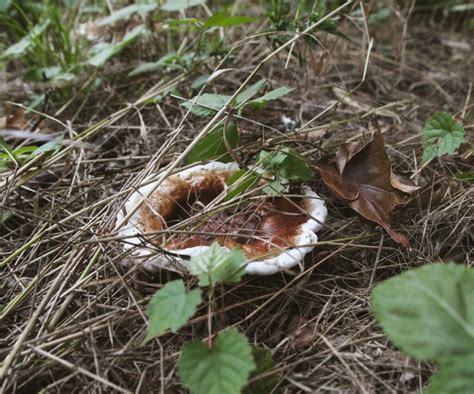 Reishi Mushroom Identification and Foraging Guide