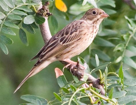 Weird French Delicacy – Ortolan Bunting – We are not Foodies