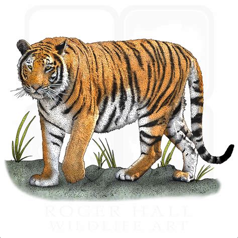 16+ Drawing Of Bengal Tiger - RhuraidhYvan