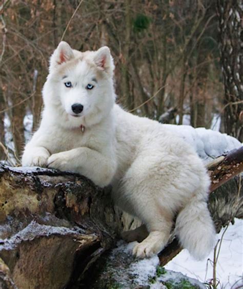 Beautiful Wolves, Beautiful Dogs, Animals Beautiful, Lovely, Gorgeous, Husky Puppy, Husky Mix ...