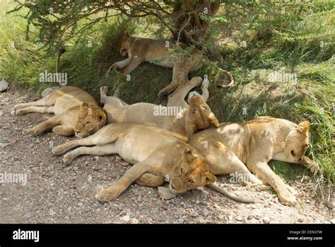 Pride of African Lions (Panthera leo) sleeping under a bush in the ...