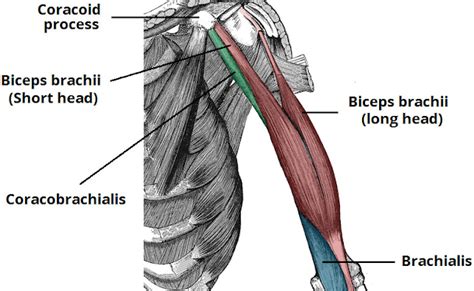 Anatomi Otot Korakobrakialis Pada Otot Bahu Manusia - Anatomi Tutorial