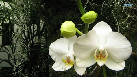 White Orchid Wallpapers - Wallpaper Cave