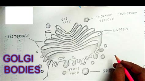 How To Draw A Golgi Apparatus 720 x 546 jpeg 50